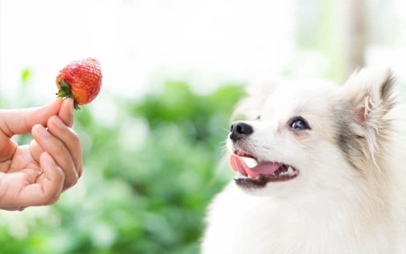 A dog eats strawberry