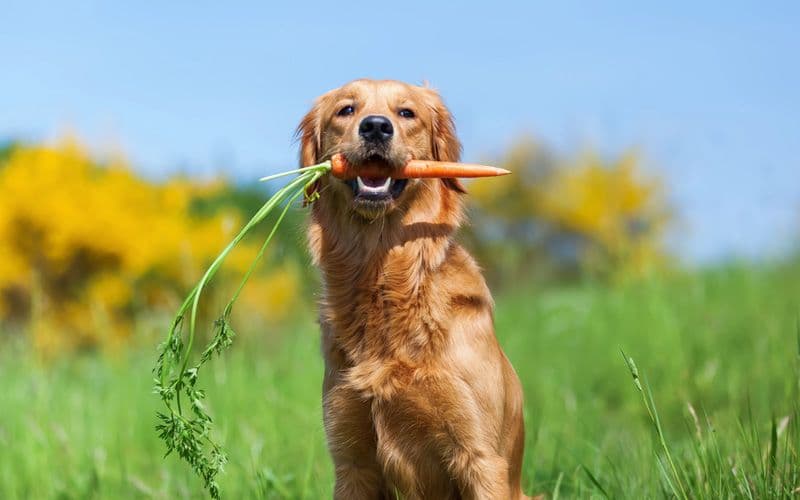 Golden Retriever eats a carrot