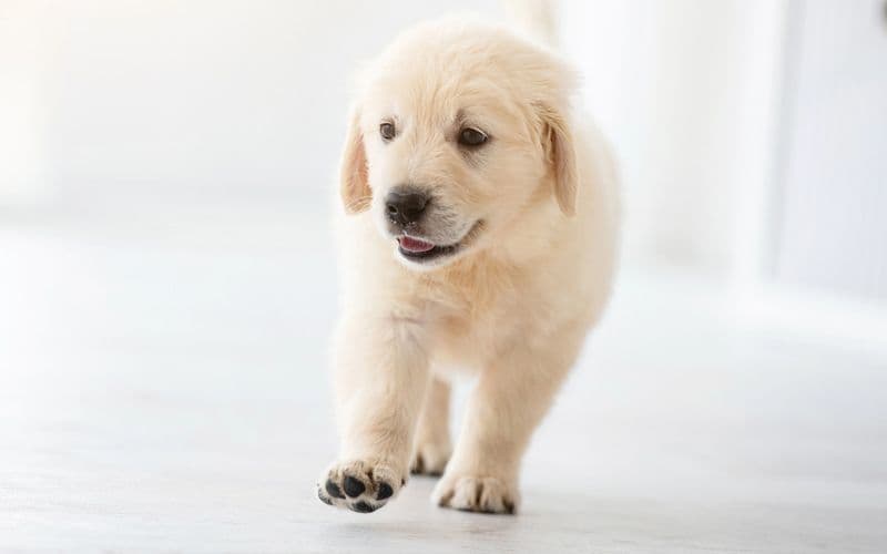 Puppy walking on slippery surface - floor