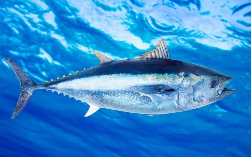 Live tuna fish