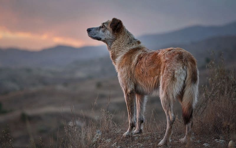 With thoughtful care and continued cognitive engagement, senior dogs can maintain quality of life as their needs evolve