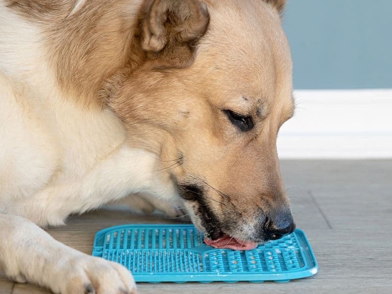 Fun Way to Feed Fruits and Vegetables to Dogs