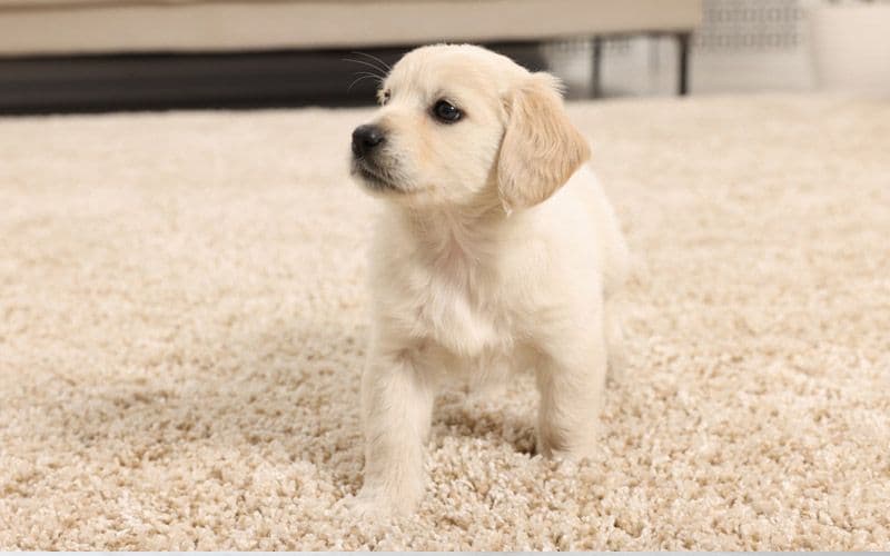Puppy is walking on a surface with traction - carpet