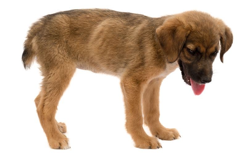 Puppy is too thin and needs to eat more.